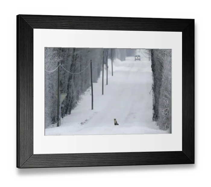 Framed Print : Red Fox (Vulpes vulpes) sitting in middle of snow covered road as a car approaches Framed Print : Red Fox (Vulpes vulpes) sitting in middle of snow covered road as a car approaches