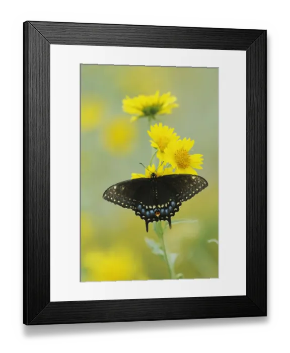 Framed Print : Black Swallowtail Butterfly (Papilio polyxenes), female on Cowpen Daisy / Golden Crownbeard Framed Print : Black Swallowtail Butterfly (Papilio polyxenes), female on Cowpen Daisy / Golden Crownbeard