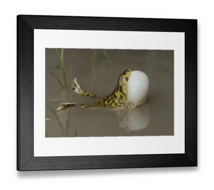 Framed Print : Couchs Spadefoot (Scaphiopus couchii) adult at night calling with vocal sac inflated Framed Print : Couchs Spadefoot (Scaphiopus couchii) adult at night calling with vocal sac inflated