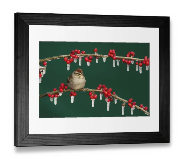Framed Print : Chipping Sparrow (Spizella passerina) adult on ice covered Possum Haw Holly (Ilex decidua) berries Framed Print : Chipping Sparrow (Spizella passerina) adult on ice covered Possum Haw Holly (Ilex decidua) berries