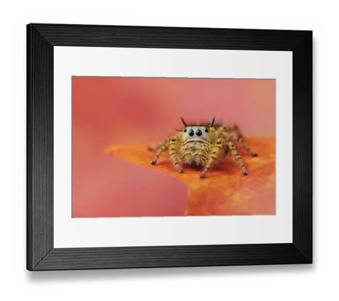 Framed Print : Jumping Spider (Salticidae) perched on Bigtooth Maple leaf (Acer grandidentatum) Framed Print : Jumping Spider (Salticidae) perched on Bigtooth Maple leaf (Acer grandidentatum)