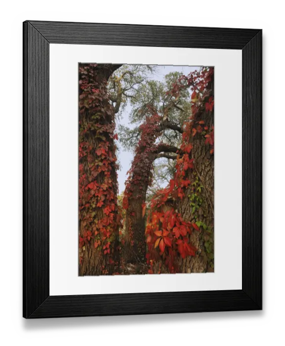 Framed Print : Virginia creeper (Parthenocissus quinquefolia), climbing on Live Oak (Quercus virginiana) Framed Print : Virginia creeper (Parthenocissus quinquefolia), climbing on Live Oak (Quercus virginiana)