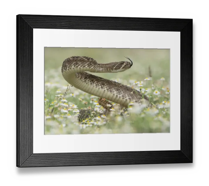 Framed Print : Western Diamondback Rattlesnake (Crotalus atrox), adult in striking pose in wildflower field Framed Print : Western Diamondback Rattlesnake (Crotalus atrox), adult in striking pose in wildflower field