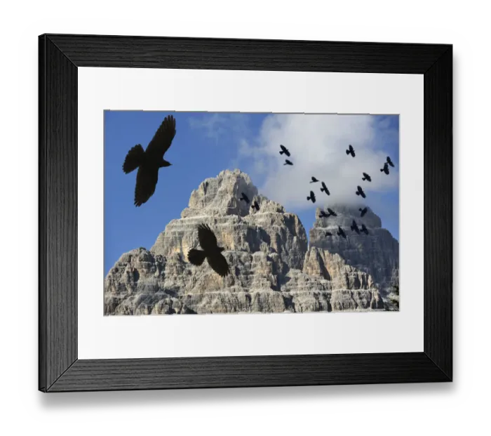 Framed Print : Alpine Chough / Yellow-billed Chough (Pyrrhocorax graculus) flock in flight against mountains Framed Print : Alpine Chough / Yellow-billed Chough (Pyrrhocorax graculus) flock in flight against mountains