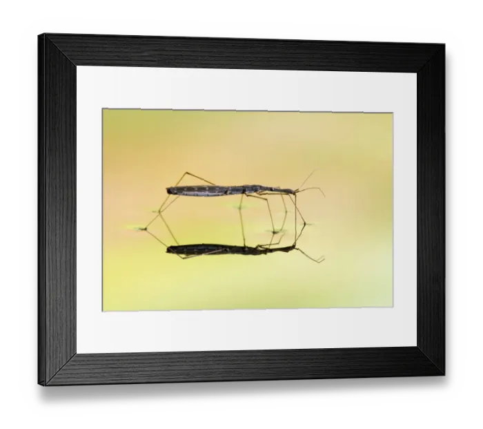 Framed Print : Long Water Measurer (Hydrometra stagnorum) drinking by piercing surface tension with mouthparts Framed Print : Long Water Measurer (Hydrometra stagnorum) drinking by piercing surface tension with mouthparts
