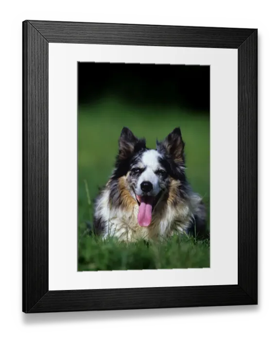 Framed Print : Domestic dog, Border Collie lying on grass, panting Framed Print : Domestic dog, Border Collie lying on grass, panting