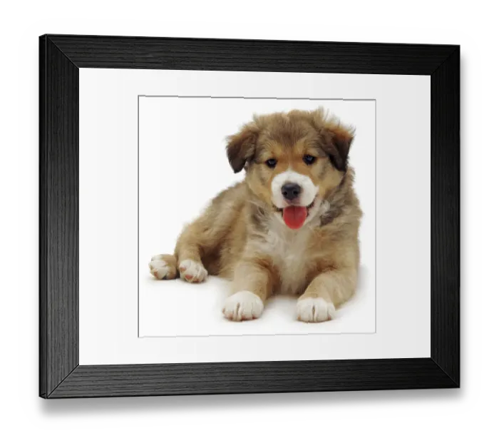 Framed Print : Cute Border Collie puppy lying Framed Print : Cute Border Collie puppy lying