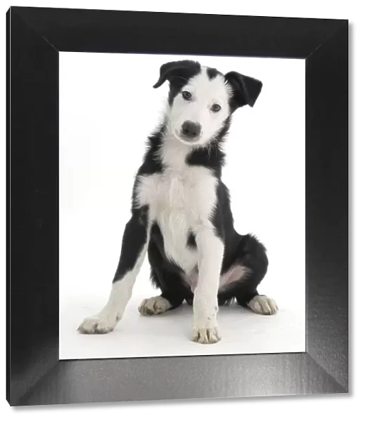White-faced black-and-white Border Collie puppy