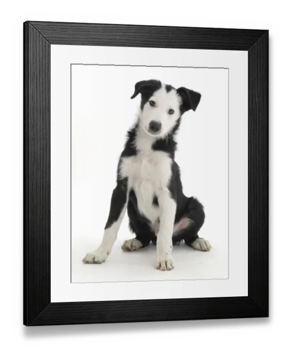 Framed Print : White-faced black-and-white Border Collie puppy Framed Print : White-faced black-and-white Border Collie puppy