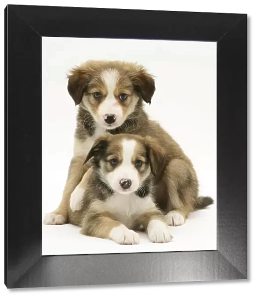 Two Sable Border Collie puppies
