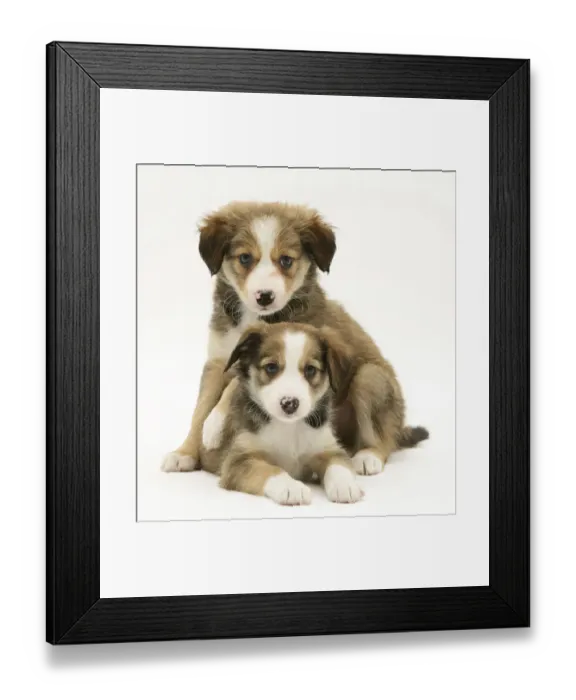 Framed Print : Two Sable Border Collie puppies Framed Print : Two Sable Border Collie puppies