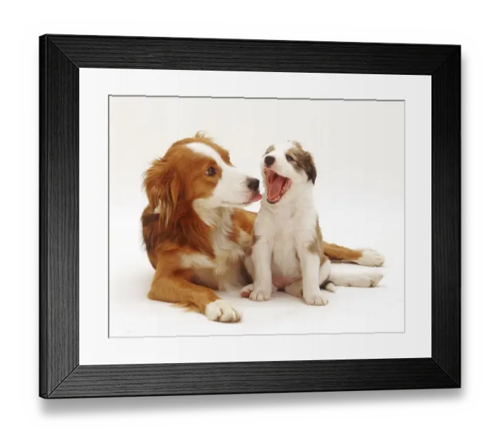 Framed Print : Border Collie with one of her puppies, 5 weeks, yawning Framed Print : Border Collie with one of her puppies, 5 weeks, yawning
