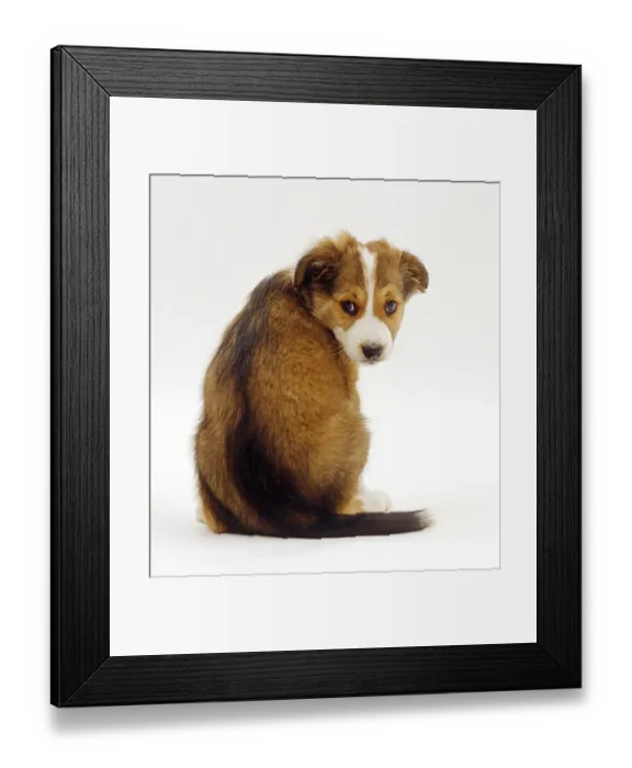 Framed Print : Sable Border Collie puppy, 9 weeks, looking over his shoulder Framed Print : Sable Border Collie puppy, 9 weeks, looking over his shoulder