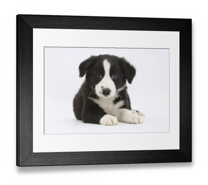 Framed Print : Border Collie puppy Framed Print : Border Collie puppy