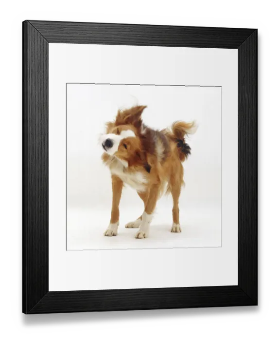 Framed Print : Border Collie having a good shake Framed Print : Border Collie having a good shake