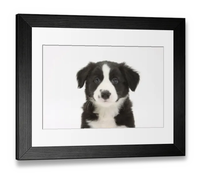 Framed Print : Border Collie puppy portrait Framed Print : Border Collie puppy portrait