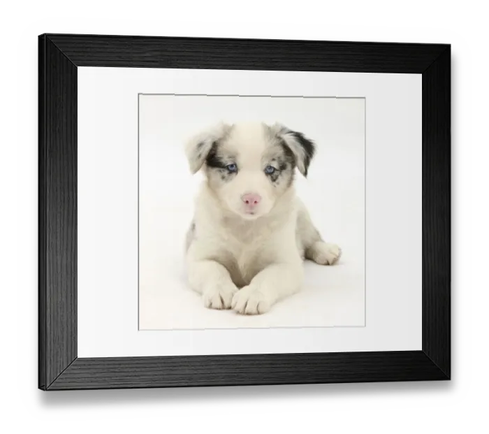 Framed Print : Merle Border Collie puppy, 6 weeks, lying with head up