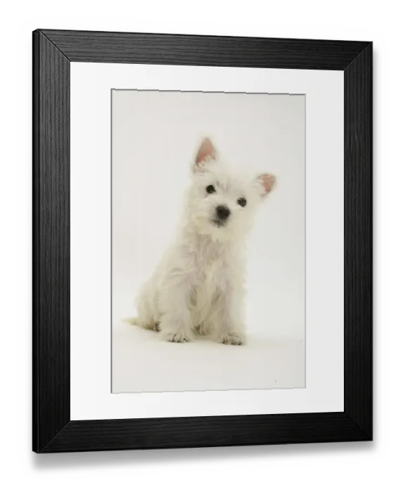 Framed Print : West Highland White Terrier sitting Framed Print : West Highland White Terrier sitting