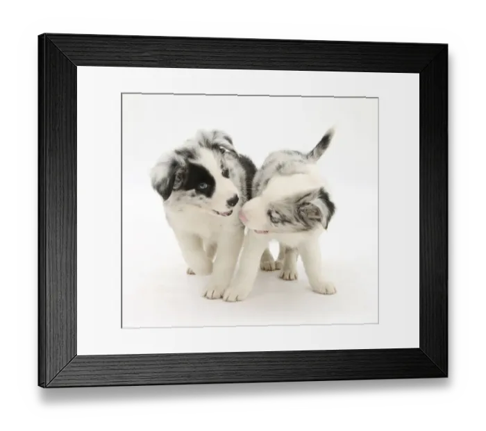 Framed Print : Playful Border Collie puppies, 6 weeks Framed Print : Playful Border Collie puppies, 6 weeks