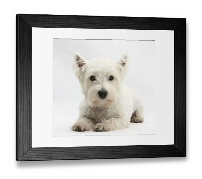 Framed Print : West Highland White Terrier lying Framed Print : West Highland White Terrier lying