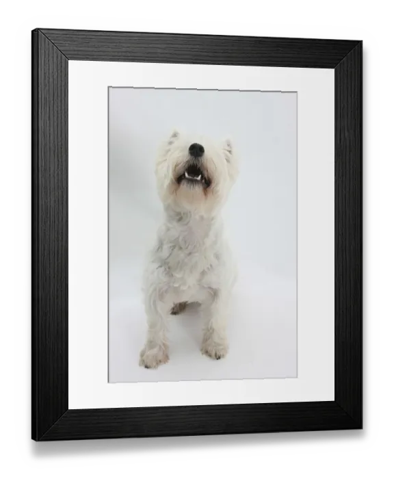 Framed Print : West Highland White Terrier sitting Framed Print : West Highland White Terrier sitting