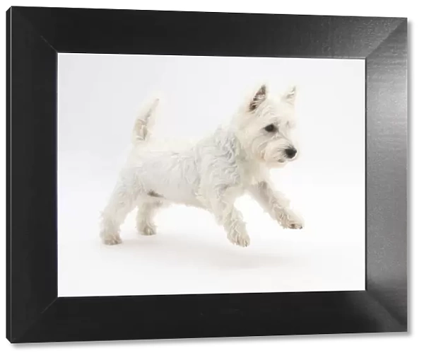 West Highland White Terrier leaping