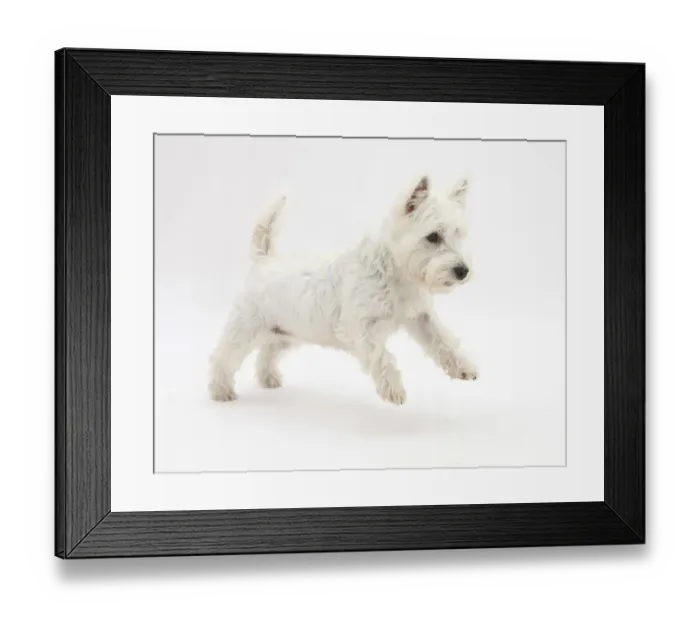 Framed Print : West Highland White Terrier leaping Framed Print : West Highland White Terrier leaping