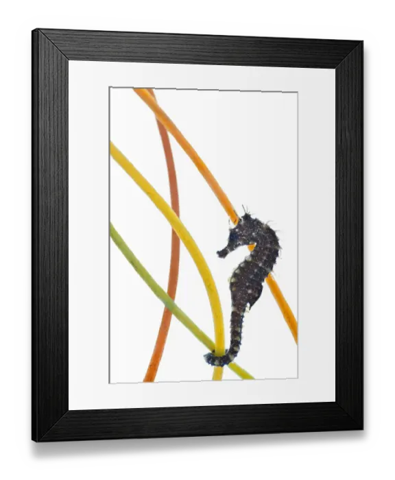 Framed Print : A young Spiny / Yellow / Longsnouted Seahorse (Hippocampus guttulatus), in an aquarium Framed Print : A young Spiny / Yellow / Longsnouted Seahorse (Hippocampus guttulatus), in an aquarium
