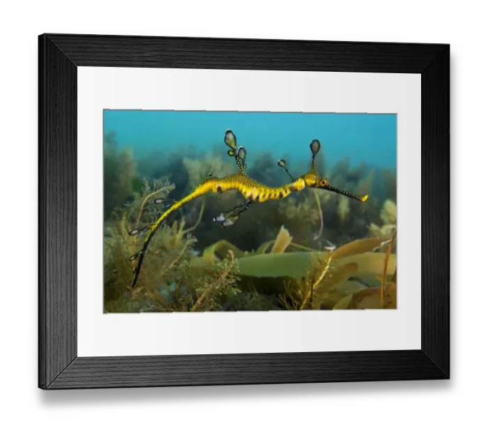 Framed Print : A juvenile Weedy Seadragon (Phyllopteryx taeniolatus) in its habitat. Flinders Jetty Framed Print : A juvenile Weedy Seadragon (Phyllopteryx taeniolatus) in its habitat. Flinders Jetty