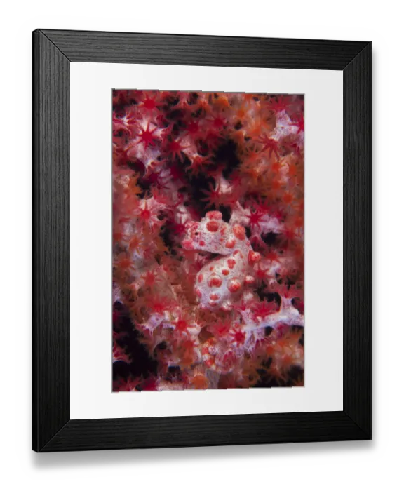 Framed Print : A Pygmy Seahorse (Hippocampus bargibanti) camouflaged in red Seafan (Muricella sp Framed Print : A Pygmy Seahorse (Hippocampus bargibanti) camouflaged in red Seafan (Muricella sp