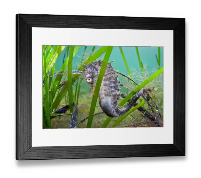 Framed Print : A male Spiny Seahorse (Hippocampus guttulatus) hides in seagrass. Etang De Thau (Thau Lagoon) Framed Print : A male Spiny Seahorse (Hippocampus guttulatus) hides in seagrass. Etang De Thau (Thau Lagoon)