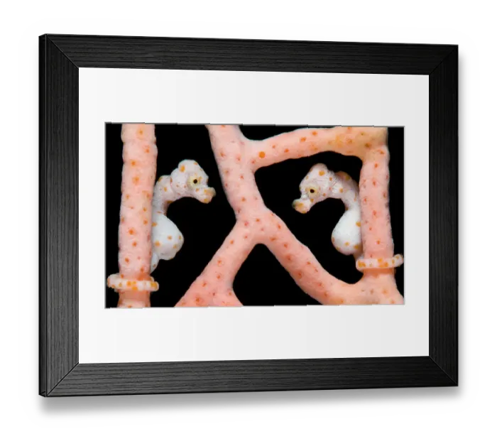 Framed Print : Two Denise's Pygmy Seahorses (Hippocampus denise) on a seafan (Muricella sp. ). Digital composite. Misool, Raja Ampat, West Papua, Indonesia, November Framed Print : Two Denise's Pygmy Seahorses (Hippocampus denise) on a seafan (Muricella sp. ). Digital composite. Misool, Raja Ampat, West Papua, Indonesia, November