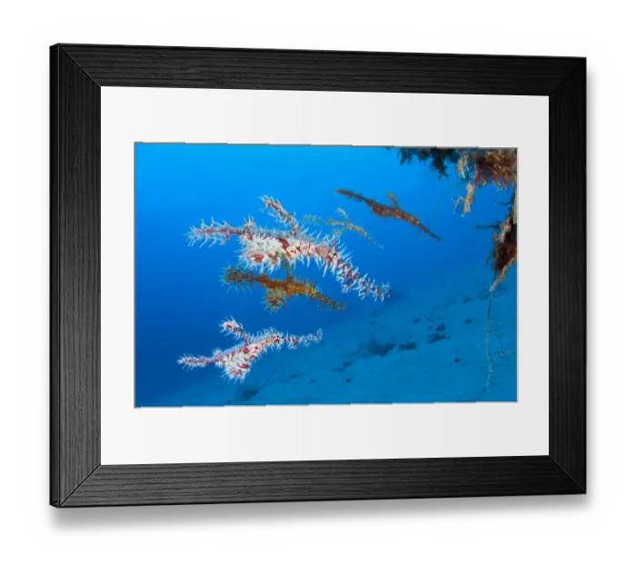 Framed Print : A shoal of Ornate Ghost Pipefish (Solenostomus paradoxus) below a black coral bush (Antipathes sp Framed Print : A shoal of Ornate Ghost Pipefish (Solenostomus paradoxus) below a black coral bush (Antipathes sp