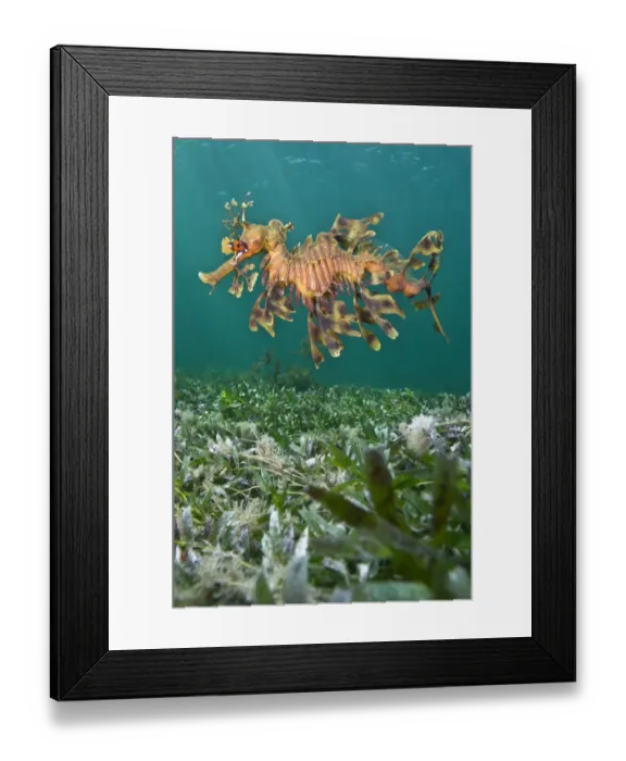 Framed Print : A male Leafy Seadragon (Phycodurus eques) swimming. Wool Bay Jetty, Edithburgh, Yorke Peninsular Framed Print : A male Leafy Seadragon (Phycodurus eques) swimming. Wool Bay Jetty, Edithburgh, Yorke Peninsular