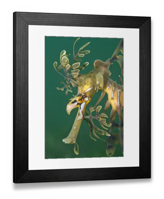 Framed Print : A portrait of a Leafy Seadragon (Phycodurus eques). Wool Bay Jetty, Edithburgh, Yorke Peninsular Framed Print : A portrait of a Leafy Seadragon (Phycodurus eques). Wool Bay Jetty, Edithburgh, Yorke Peninsular
