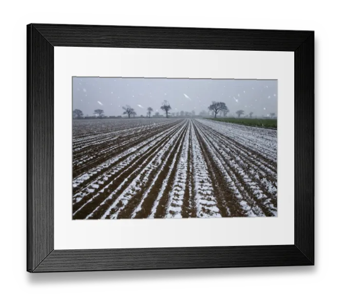 Framed Print : Snow falling on arable land with Oak trees in the background, Southrepps, Norfolk Framed Print : Snow falling on arable land with Oak trees in the background, Southrepps, Norfolk