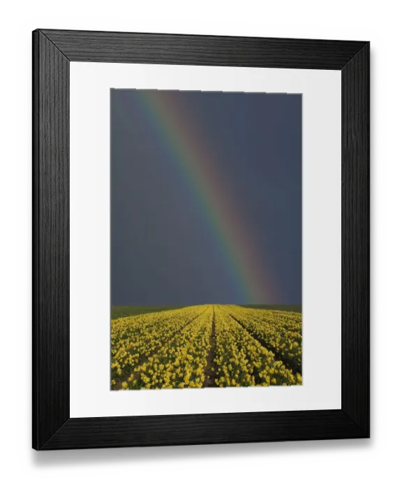 Framed Print : Rainbow over field of Daffodils (Narcissus sp) grown for the commercial market, Happisburgh