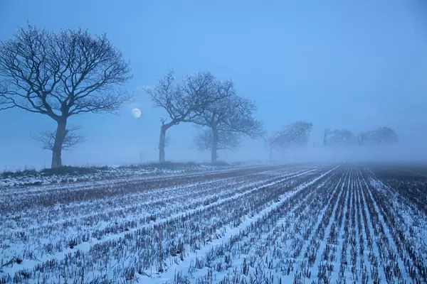 Moon rising over winter landscape, stubble field and Oak trees, Gimingham, Norfolk, UK
