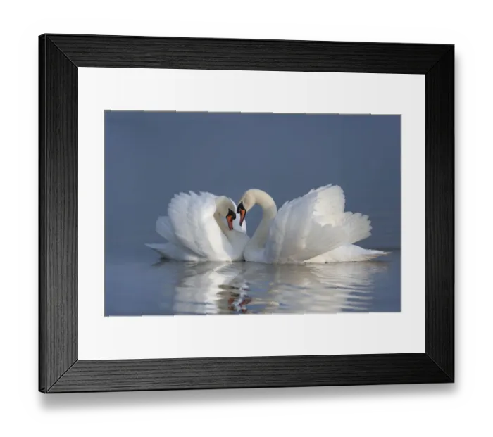 Framed Print : Two male Mute swans (Cygnus olor) displaying on water in territorial dispute, UK Framed Print : Two male Mute swans (Cygnus olor) displaying on water in territorial dispute, UK