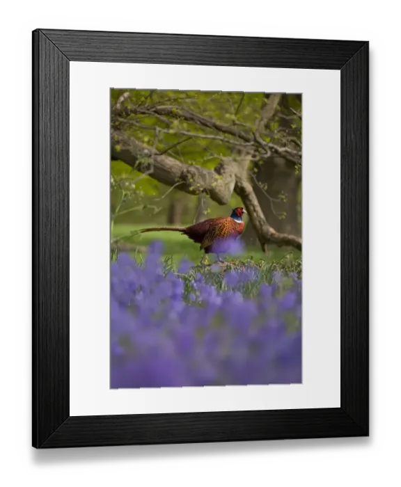 Framed Print : Pheasant (Phasianus colchicus) male amongst Bluebell flowers, UK, April Framed Print : Pheasant (Phasianus colchicus) male amongst Bluebell flowers, UK, April
