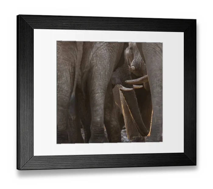 Framed Print : African elephants (Loxodonta africana) bulls crowd into an emptying waterhole to drink Framed Print : African elephants (Loxodonta africana) bulls crowd into an emptying waterhole to drink