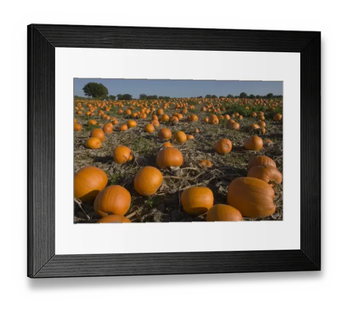 Framed Print : Pumpkins (Cucurbita sp) ready for Harvest, Norfolk, UK, October Framed Print : Pumpkins (Cucurbita sp) ready for Harvest, Norfolk, UK, October