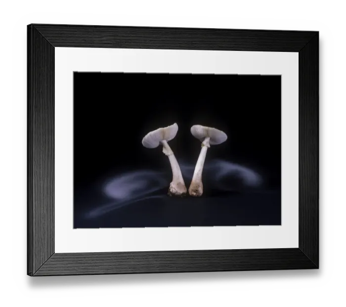 Framed Print : False death cap fungus (Amanita citrina var Framed Print : False death cap fungus (Amanita citrina var