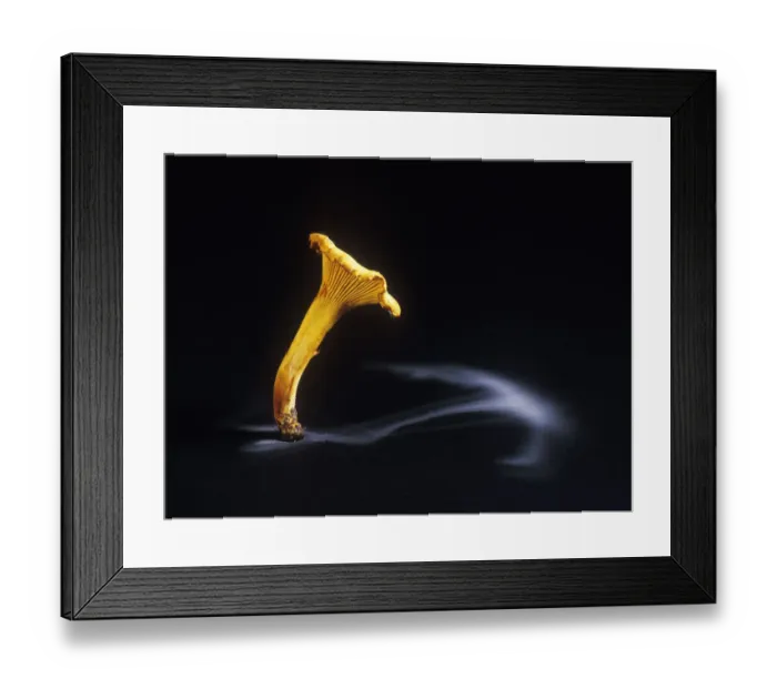 Framed Print : Edible chanterelle fungus (Cantharellus cibarius) showing spore dispersal pattern Framed Print : Edible chanterelle fungus (Cantharellus cibarius) showing spore dispersal pattern
