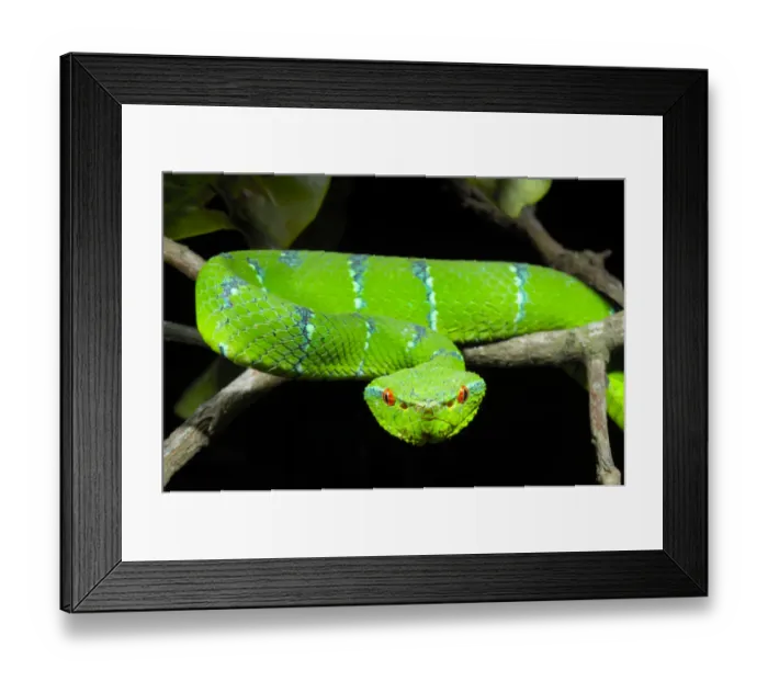 Framed Print : Portrait of Waglers / Temple Pitviper (Tropidolaemus wagleri) showing the thermo-receptive Framed Print : Portrait of Waglers / Temple Pitviper (Tropidolaemus wagleri) showing the thermo-receptive