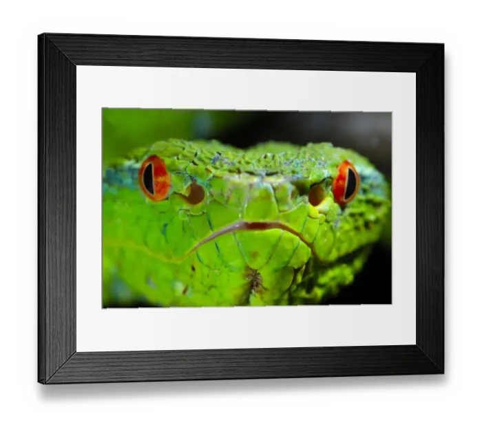 Framed Print : Portrait of Waglers / Temple Pitviper (Tropidolaemus wagleri) showing the thermo-receptive Framed Print : Portrait of Waglers / Temple Pitviper (Tropidolaemus wagleri) showing the thermo-receptive