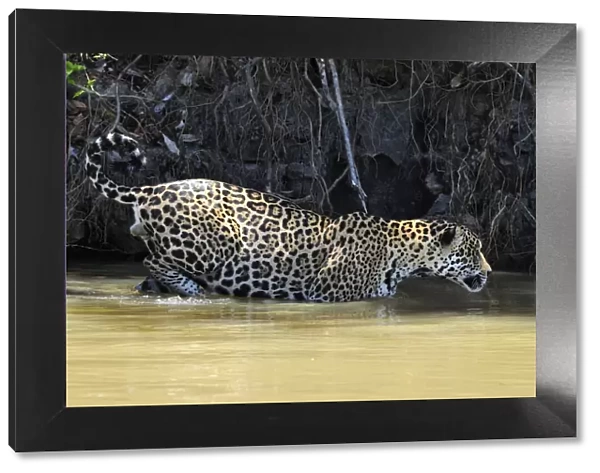 Jaguar (Panthera onca palustris) male wading through water at the shore of the Piquiri River