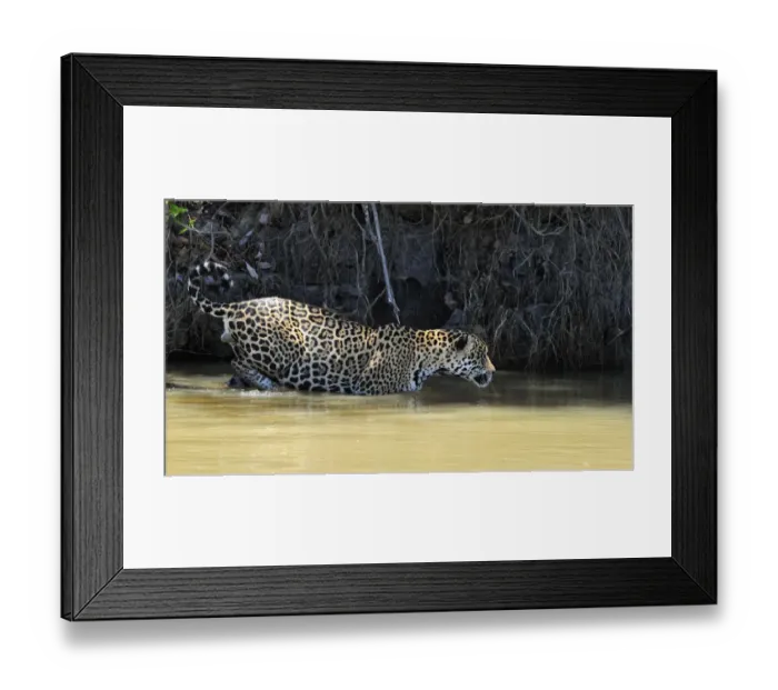 Framed Print : Jaguar (Panthera onca palustris) male wading through water at the shore of the Piquiri River Framed Print : Jaguar (Panthera onca palustris) male wading through water at the shore of the Piquiri River