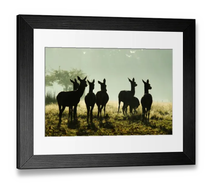 Framed Print : Red Deer (Cervus elaphus) hinds silhouetted in grassland. Richmond Park, London, UK Framed Print : Red Deer (Cervus elaphus) hinds silhouetted in grassland. Richmond Park, London, UK