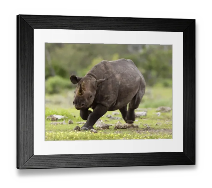 Framed Print : Black Rhinoceros (Diceros bicornis) charging. Etosha National Park, Namibia, January Framed Print : Black Rhinoceros (Diceros bicornis) charging. Etosha National Park, Namibia, January